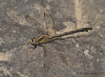 Gomphurus septima, female